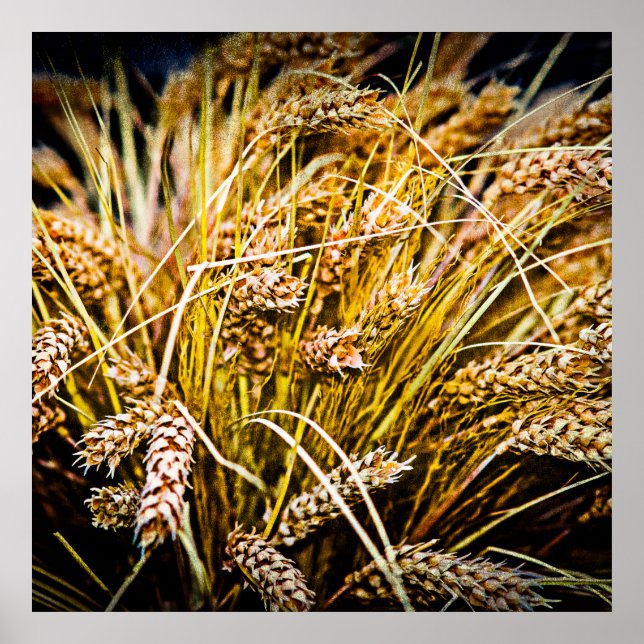 Vetekakor - Tack Poster (Framsidan)