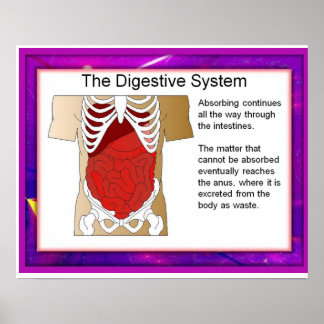 Vetenskap,Digestionssystem Poster