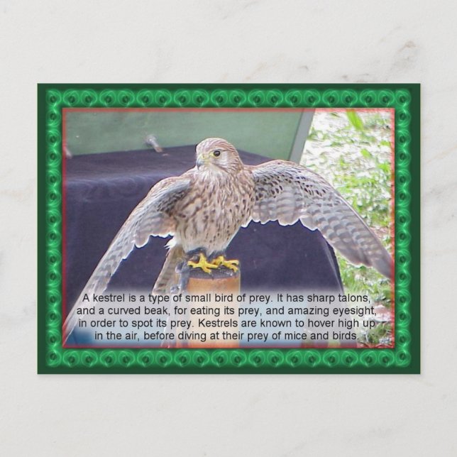 Vetenskap, djur, fåglar, Kestrel Vykort (Framsida)