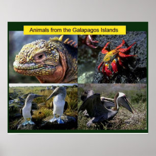 Vetenskap, djur från Galapagos Poster