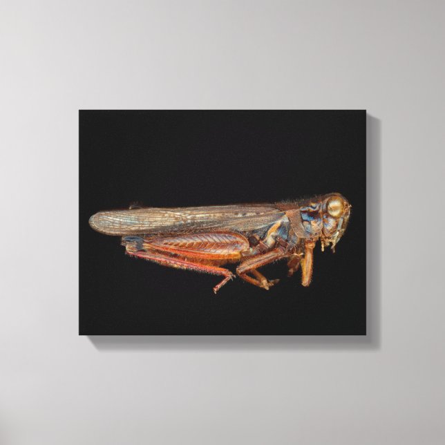 Vetenskap - Entomologi - Exemplaret Canvastryck (Framsida)