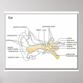 Vetenskap, livsvetenskap, diagram över örat poster