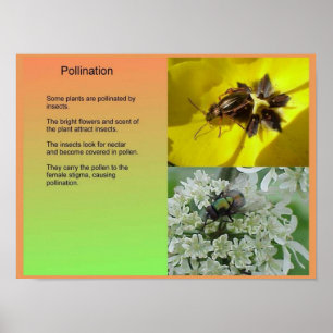 Vetenskap, PL, reproduktion, pollinering Poster