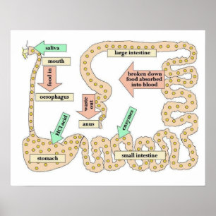 Vetenskapen, människokroppen, Digestion Poster