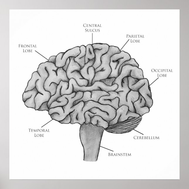 Vetenskaplig hjärna poster (Framsidan)