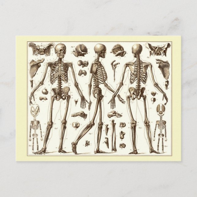 Vetenskaplig illustration av det mänskliga skelett vykort (Framsida)