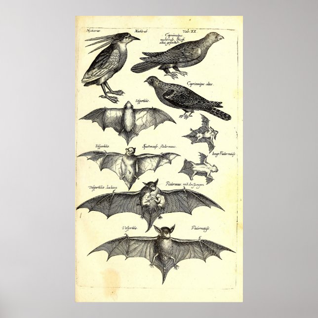 Vetenskaplig illustration av fåglar och Fladdermus Poster (Framsidan)