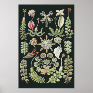 Vetenskaplig Natur Konst Ernst Haeckel Levermoos Poster