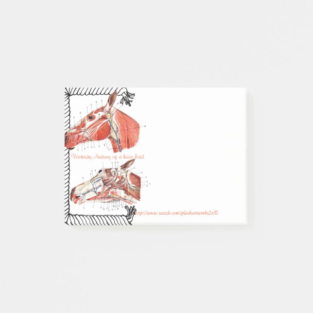 "Veterinär- anatomi av ett hästhuvud ", Post-it Block (Framsida)