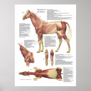Veterinär- hästmuskelanatomi kartlägger poster