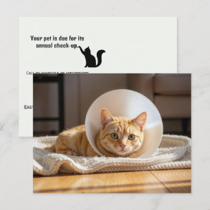 Veterinär röd katt som bär en skamkon vykort