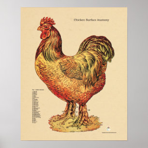 Veterinärdiagram för Chicken Hen Yta Poster