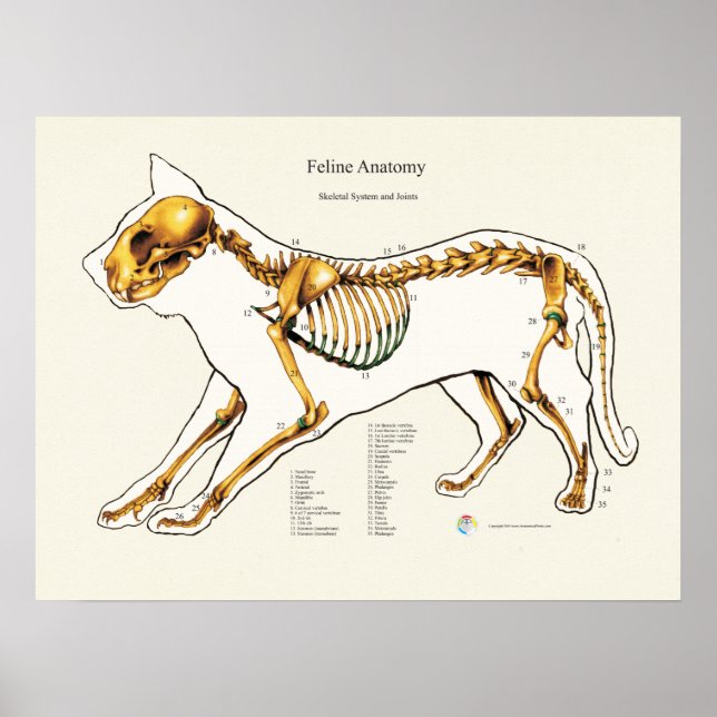 Veterinärdiagram för katt (Skeletal Joint Anatomy  Poster (Framsidan)