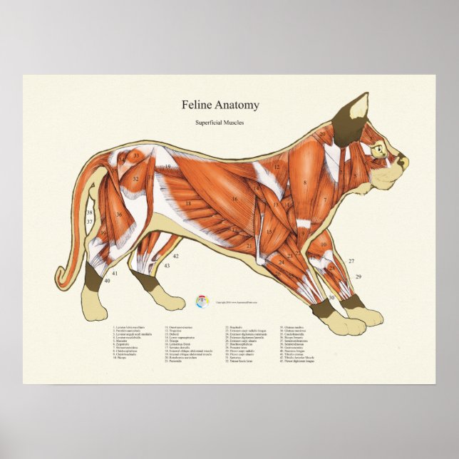 Veterinärdiagram för kattmuskelanatomi poster (Framsidan)
