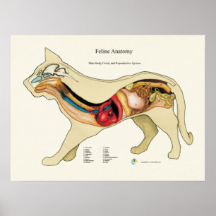 Veterinärdiagram för klassificering av inre organa poster