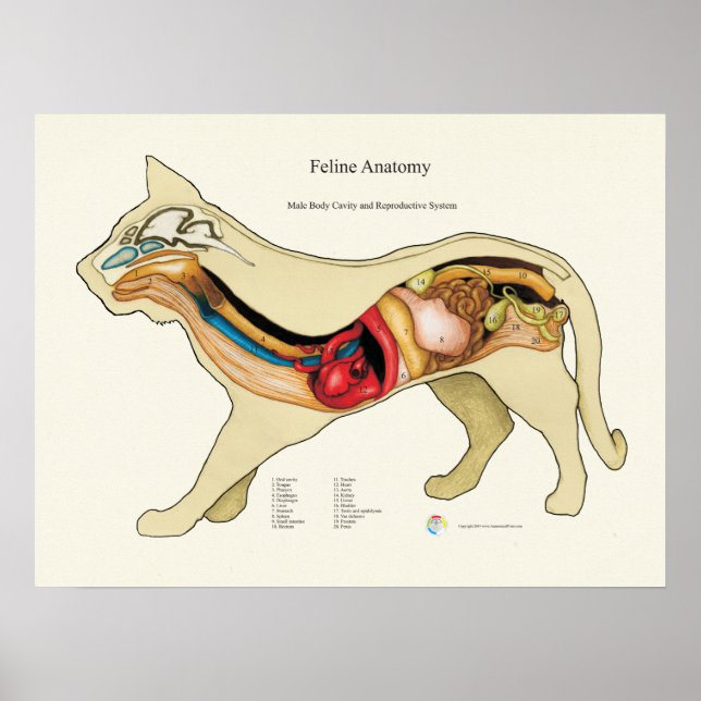 Veterinärdiagram för klassificering av inre organa poster (Framsidan)