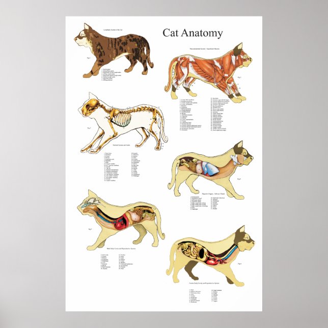 Veterinärdiagram för klassificering av inre organa poster (Framsidan)