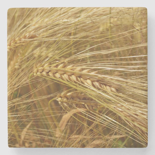 Vetet fält. Det är Harvest Time! Stenunderlägg (Framsidan)