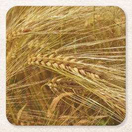 Vetet fält. Det är Harvest Time! Underlägg Papper Kvadrat