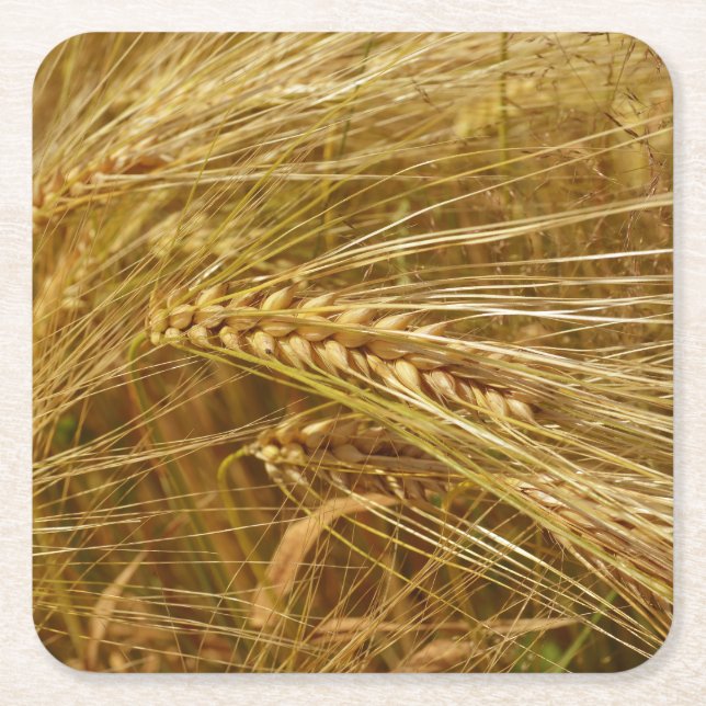 Vetet fält. Det är Harvest Time! Underlägg Papper Kvadrat (Framsidan)