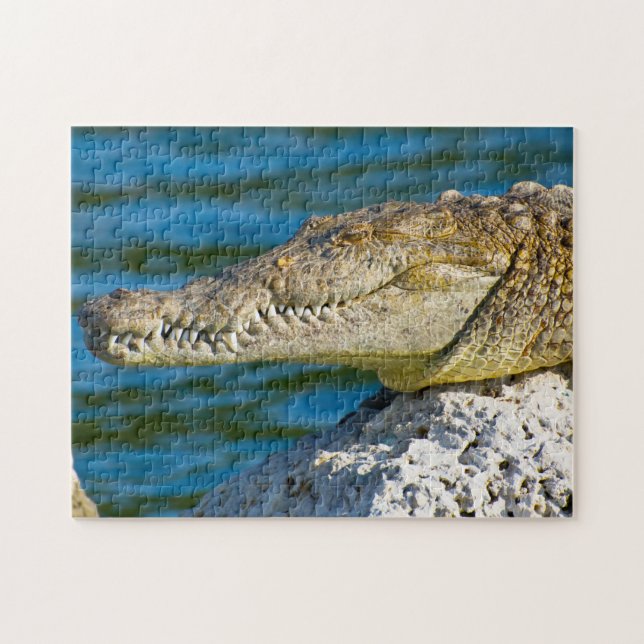 Vi älskar alligatorer i Florida Pussel (Horisontell)
