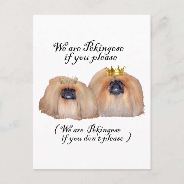 Vi är Pekingeser Vykort (Framsida)