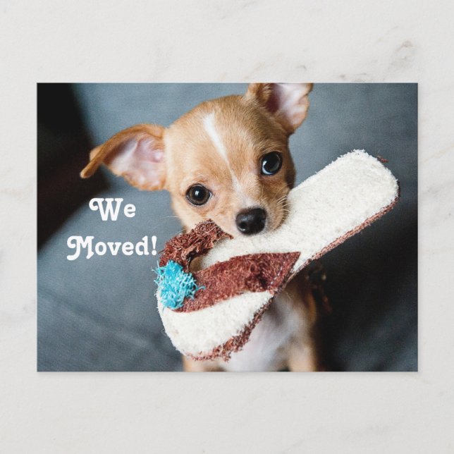 Vi Flyttade Chihuahua Meddelande Vykort (Framsida)