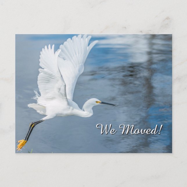 Vi Flyttat White Snowy Egret under flygning över V Meddelande Vykort (Framsida)