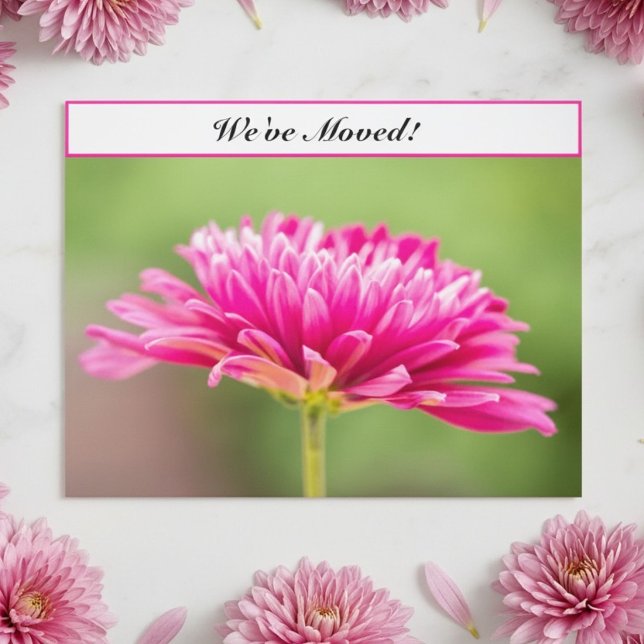 Vi har flyttat Rosa Chrysanthemum Blommig Ny adres Meddelande Vykort (Skapare uppladdad)