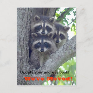Vi har flyttat vykort (Raccoons in träd)