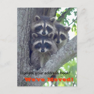 Vi har flyttat vykort (Raccoons in träd)