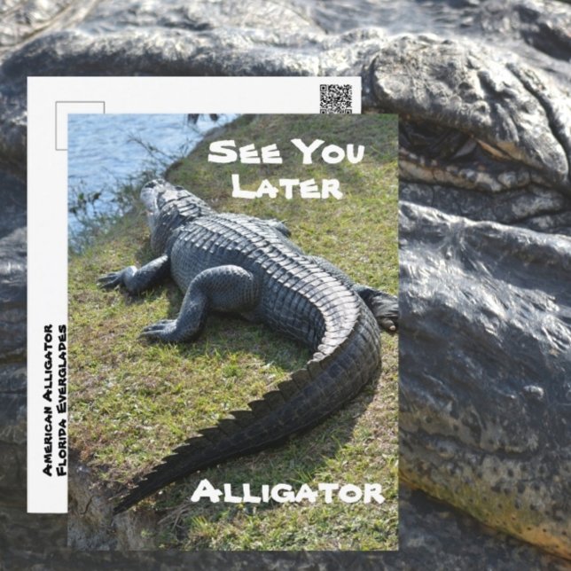 Vi ses senare Alligator Everglades Fotografisk Vykort (Skapare uppladdad)