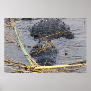 Vi ses senare Alligator Poster