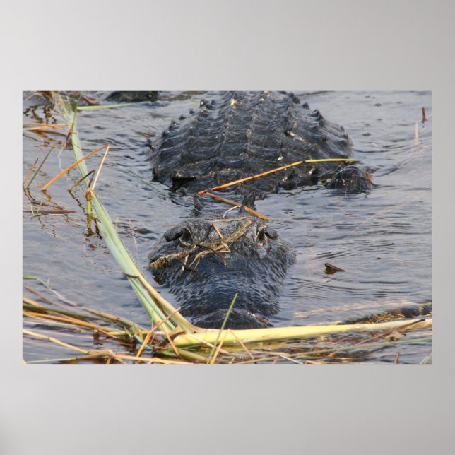 Vi ses senare Alligator Poster (Framsidan)