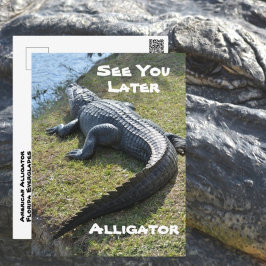 Vi ses senare i Alligator Everglades Photographic Vykort