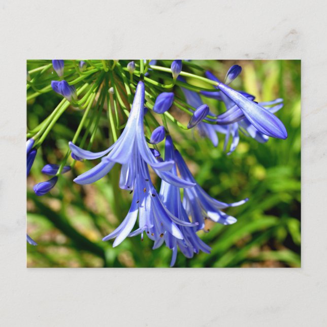 Vibrant African Lily-blommor Vykort (Framsida)
