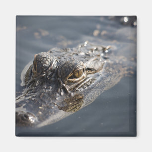 Vibrant American Alligator Lurking i Vatten Magnet