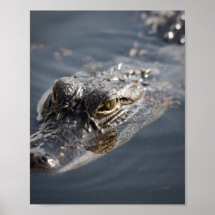 Vibrant American Alligator Lurking i Vatten Poster
