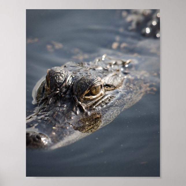 Vibrant American Alligator Lurking i Vatten Poster (Framsidan)