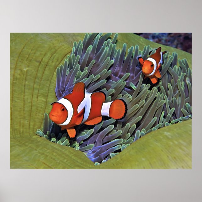 Vibrant Anenomefish Poster (Framsidan)