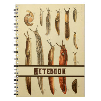 Vibrant Antique Slug Illustration Natural History Anteckningsbok