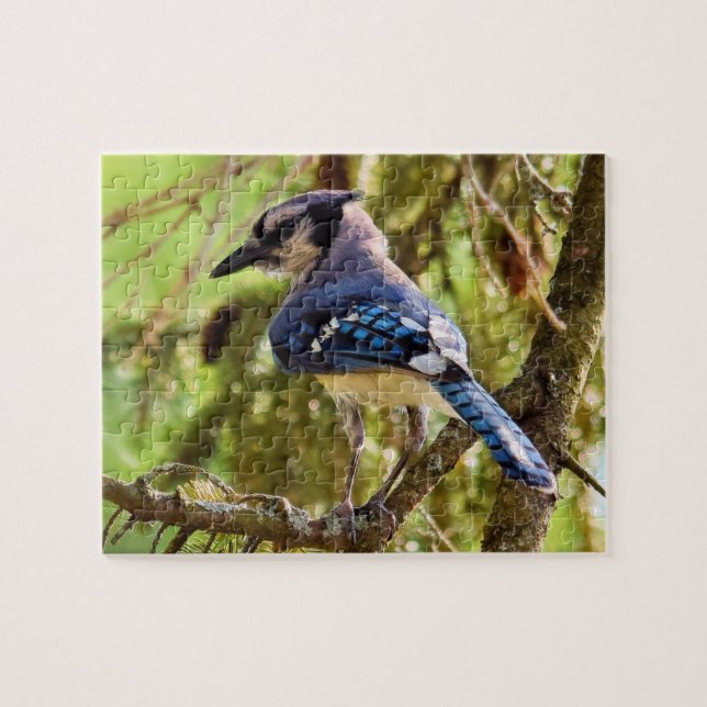 Vibrant Backyard Blue Jay - 8x10 - 110 pc. Pussel (Horisontell)