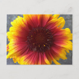 Vibrant blomma vykort