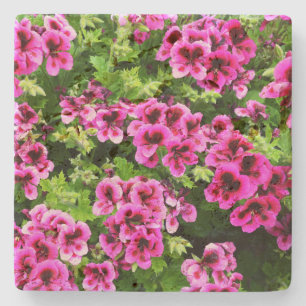 "Vibrant Blooms: Shock rosa Geraniums on Lush Bush Stenunderlägg