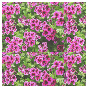 "Vibrant Blooms: Shock rosa Geraniums on Lush Bush Tyg