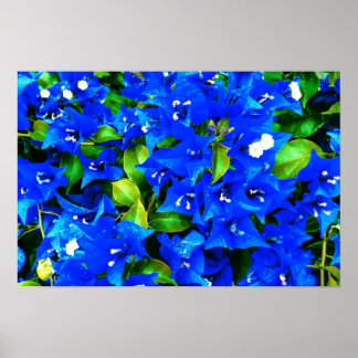 Vibrant Blue Bougainvillea Flowers Poster