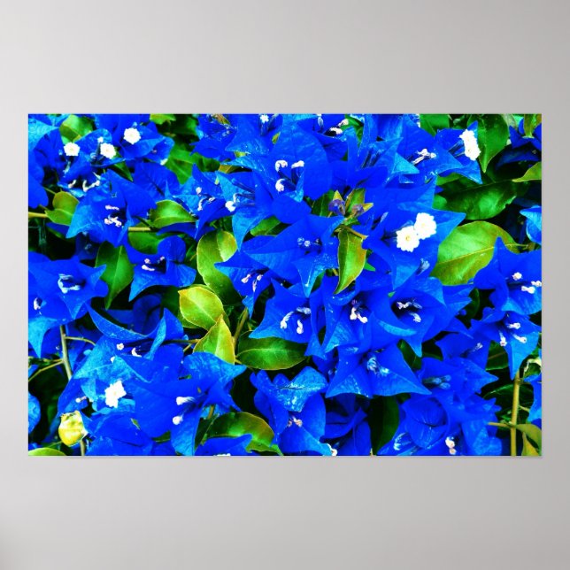 Vibrant Blue Bougainvillea Flowers Poster (Framsidan)