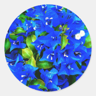 Vibrant Blue Bougainvillea Flowers Runt Klistermärke