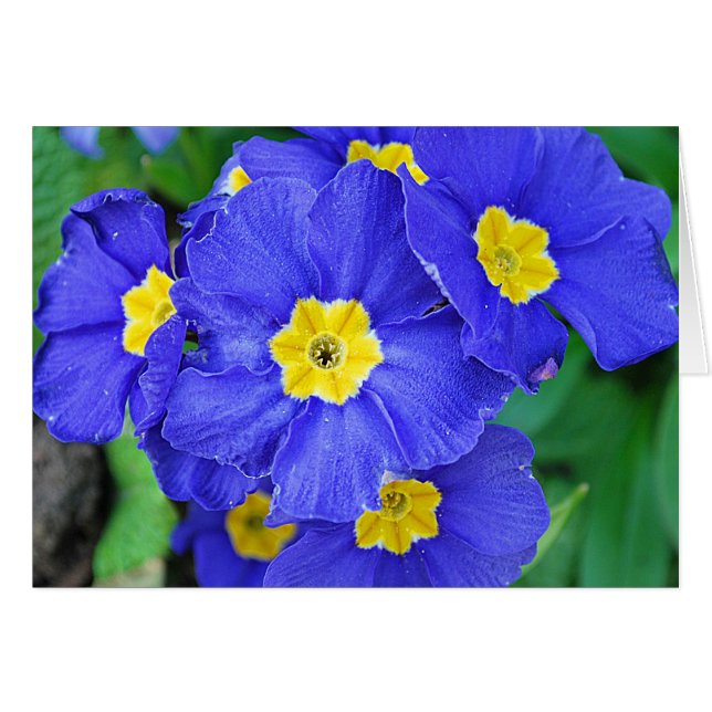 Vibrant Blue Hälsningskort (Framsidan Horizontal)