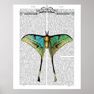 Vibrant Butterfly Poster